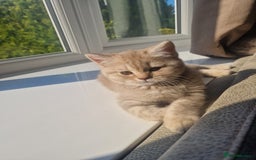 Scottish Fold cats for sale: Stunning TICA Registered Babies in Bolton - Image 1