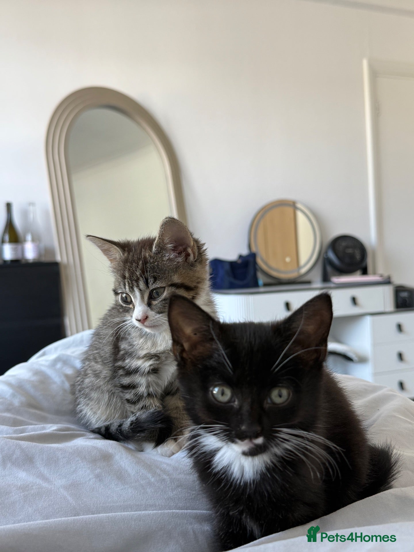 Mixed Breed cats Kittens for sale!  - Advert 1
