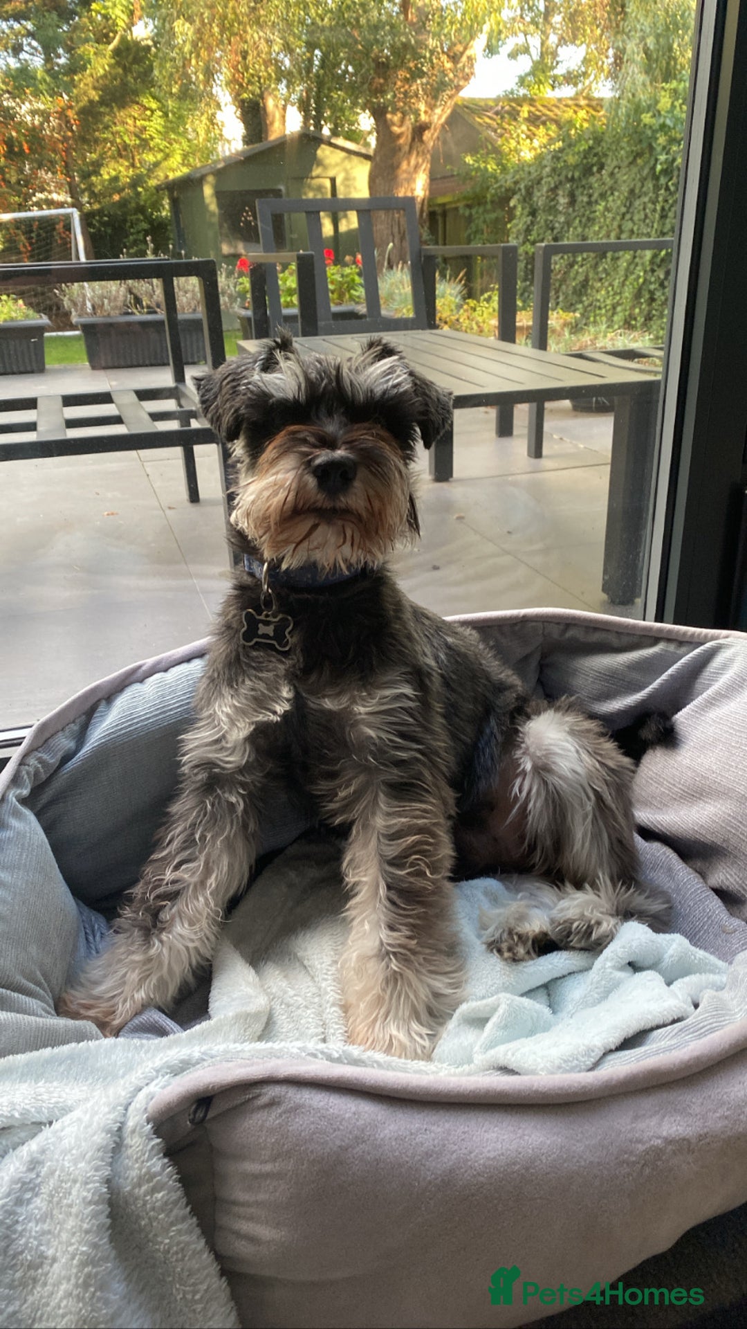 Miniature Schnauzer dogs for stud: Miniature Schnauzer looking for girlfriend - Advert 5