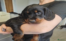 Gordon Setter dogs for sale: Gordon Setter Pups - Image 8