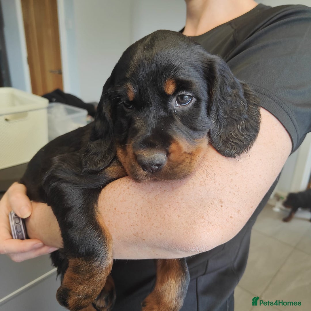 Gordon Setter dogs for sale: Gordon Setter Pups - Image 8