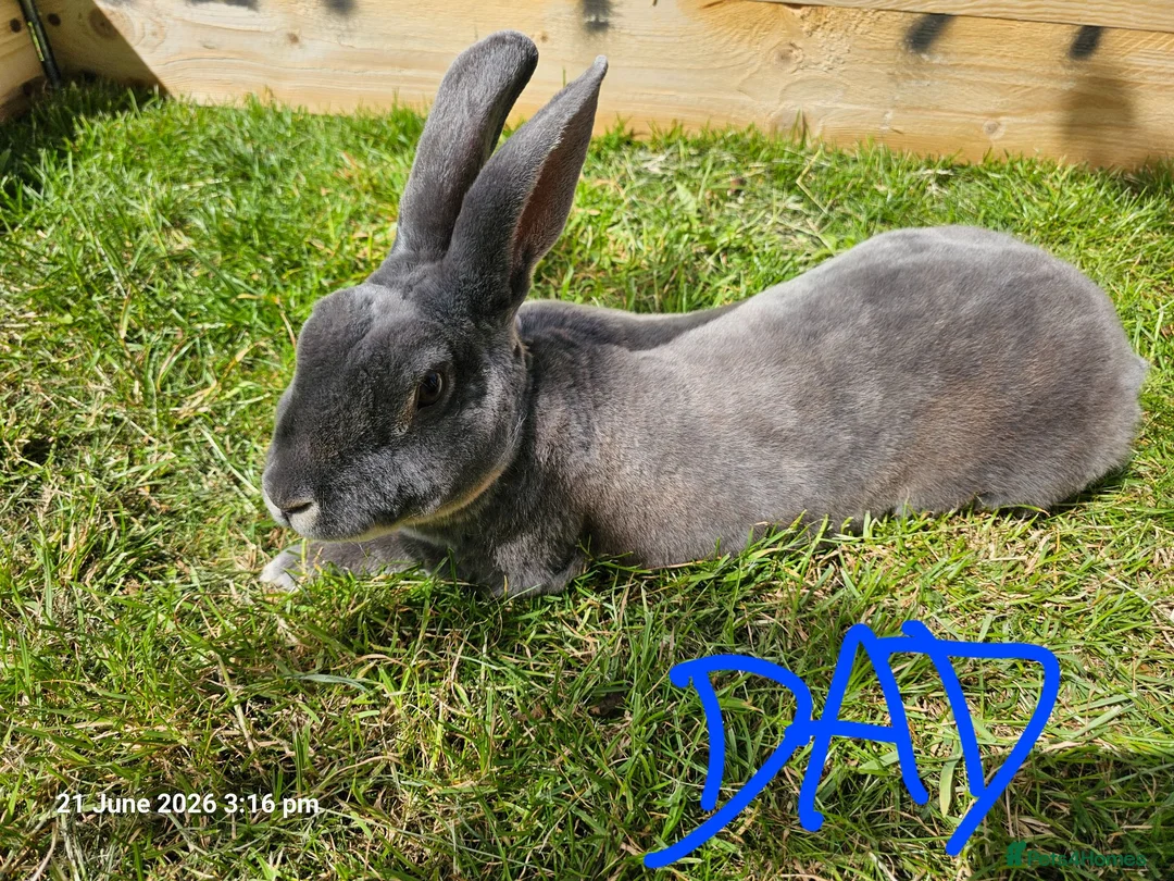 Mixed Breed rabbits for sale: Mini Lop / Rex Babies - Advert 10
