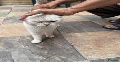 Scottish Fold cats - Advert 12