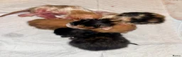 Mixed Breed cats for sale: Long haired ginger females kittens - Advert 7