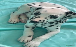 Dalmatian dogs for sale: Male Dalmatian puppy - Image 1