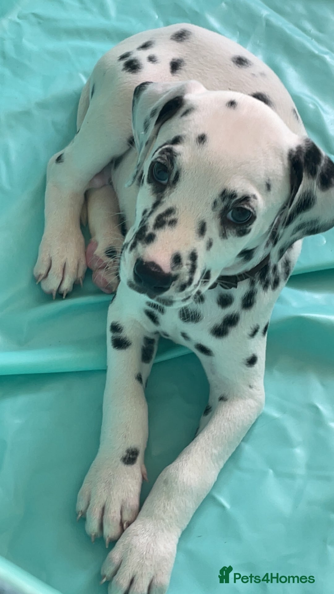 Dalmatian dogs for sale: Male Dalmatian puppy - Image 1
