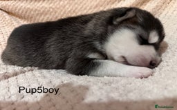 Utonagan dogs for sale: Siberian husky x malamute puppies - Image 20