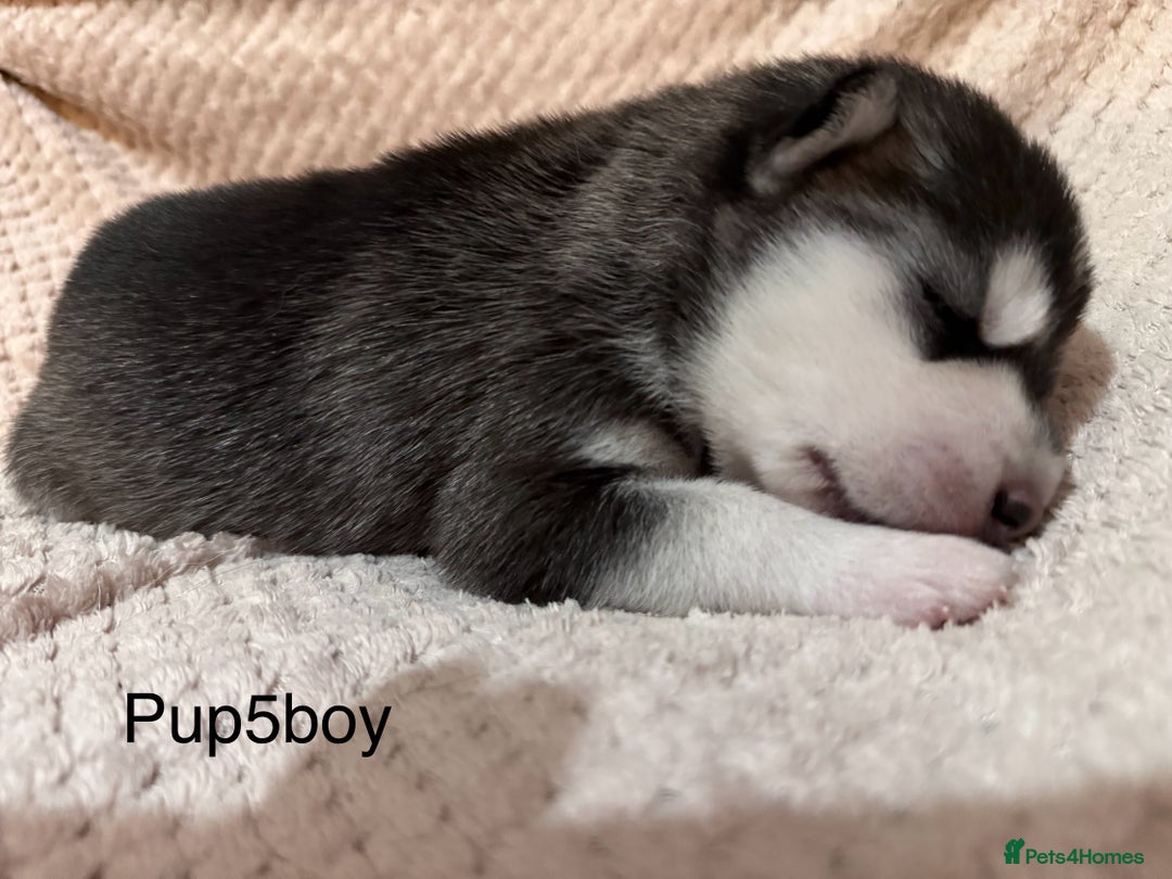 Utonagan dogs for sale: Siberian husky x malamute puppies - Image 20