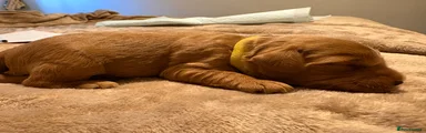 Cockapoo 1 yellow