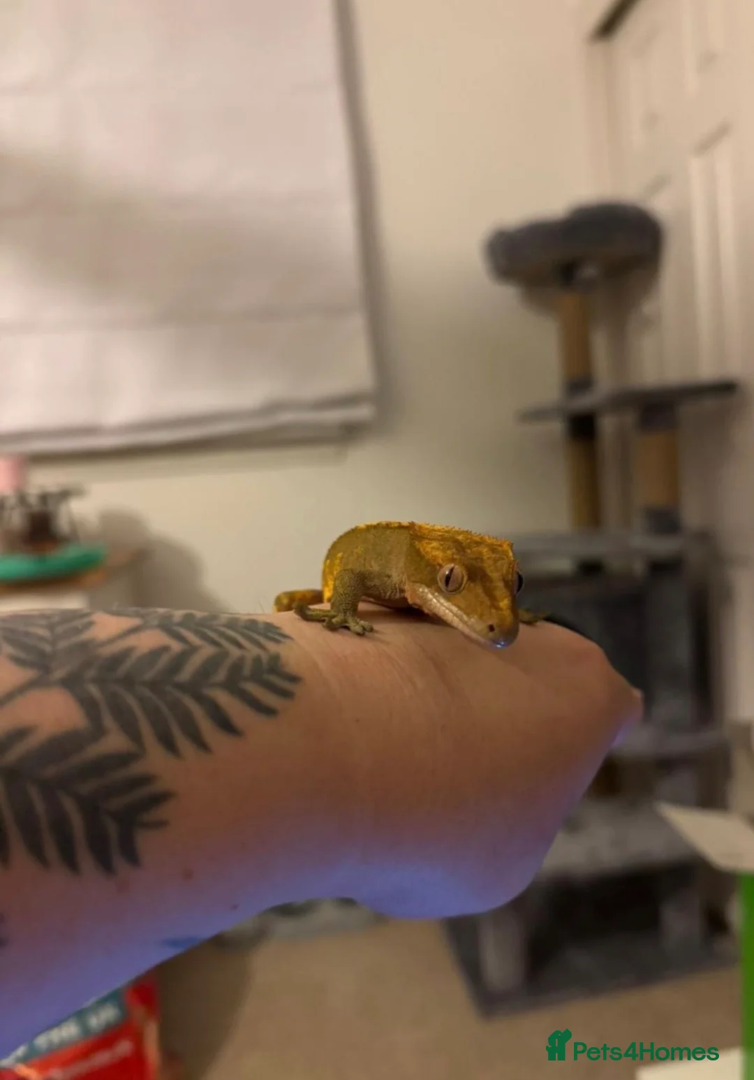Gecko reptiles for sale: Crested gecko + enclosure  - Advert 3