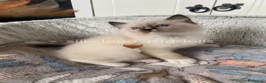 🤎Seal Point Mitted - Chestnut