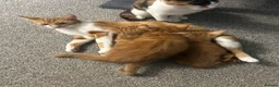 Mixed Breed cats for sale: 3 stunning ginger male kittens  in Carluke - Advert 6