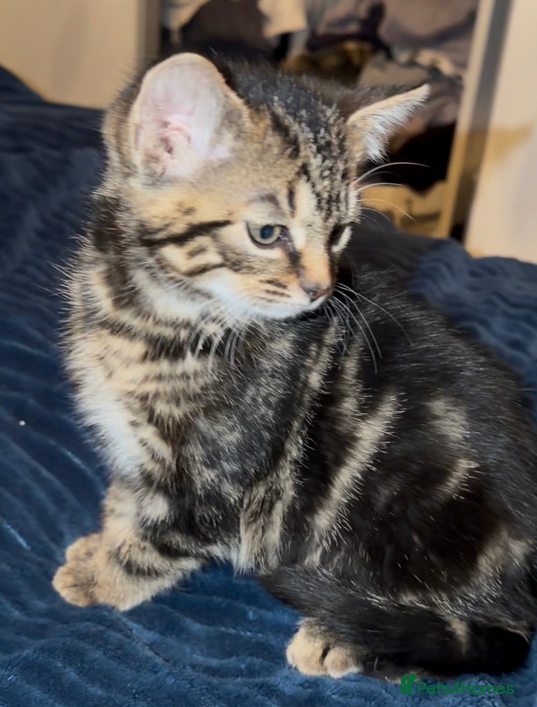 Domestic Shorthair cats for sale: Female Tabby domestic short hair kitten - Advert 4