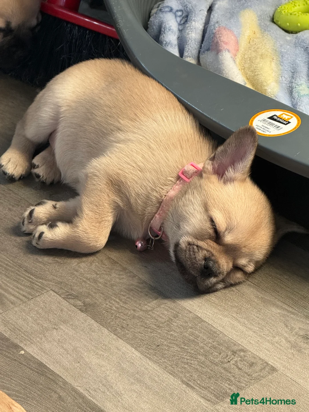 Mixed Breed dogs for sale: Frenchie x Pomeranian  - Advert 2