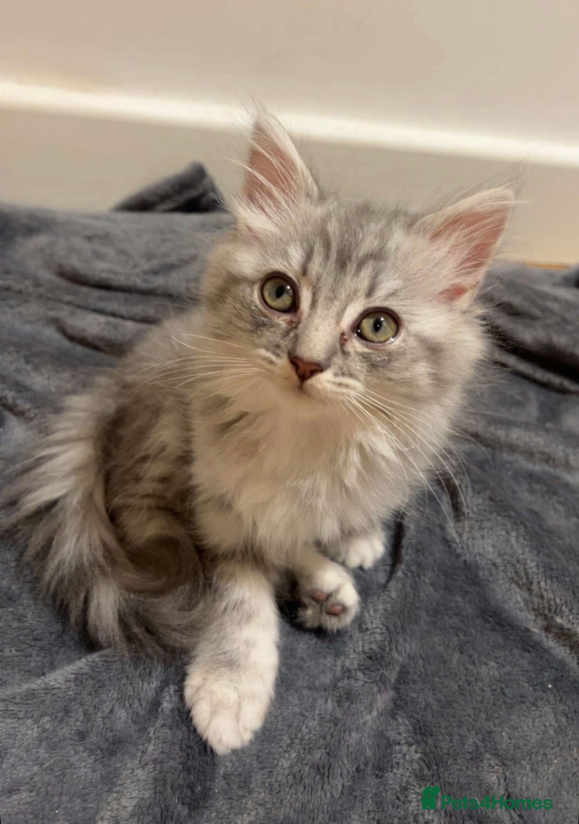 Scottish Fold cats Fluffy British long hair kittens   - Advert 14