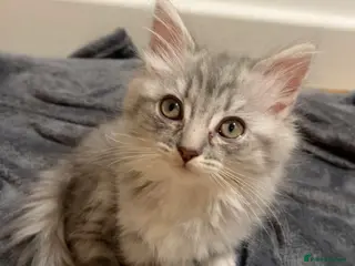 Scottish Fold cats Fluffy British long hair kittens - Advert 14