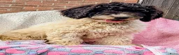 Spanish Water Dog dogs for sale: Spanish Water Dog - Advert 4