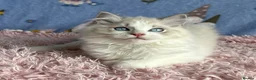 Ragdoll cats for sale: Beautiful TICA Registered Ragdoll Kittens - Advert 32
