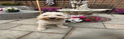 Mixed Breed dogs for sale: Stunning labradoodle puppies in Kettering - Advert 5