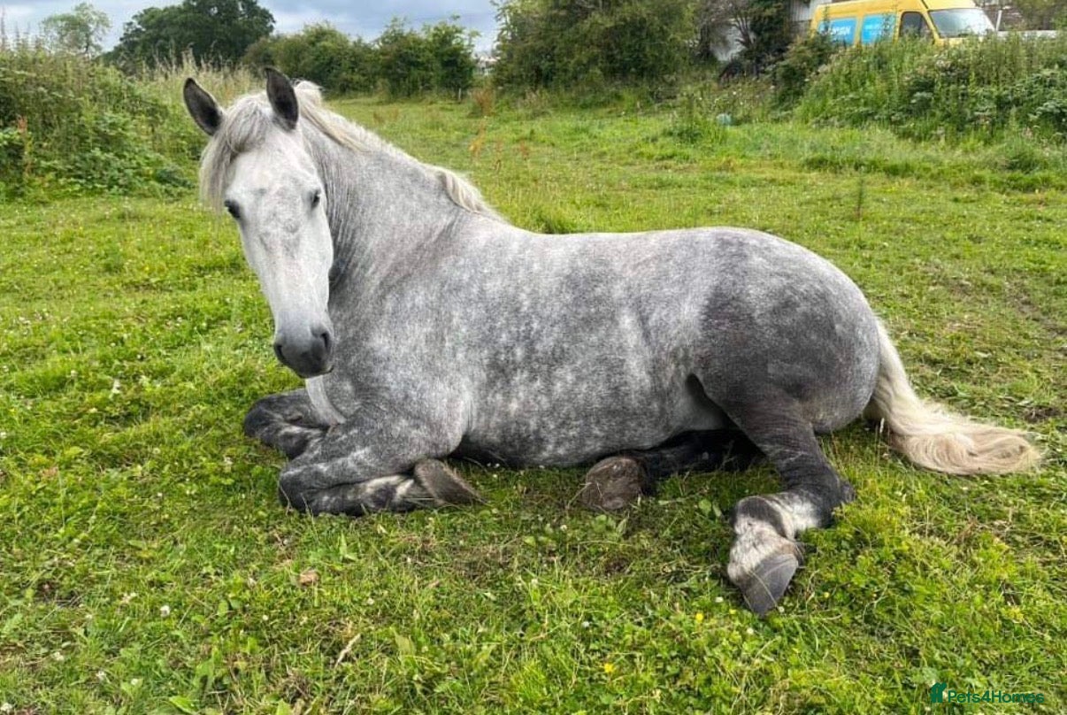 Percheron horses Percheron mare - Advert 1