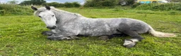 Percheron horses for sale: Percheron mare in Cannock - Advert 1