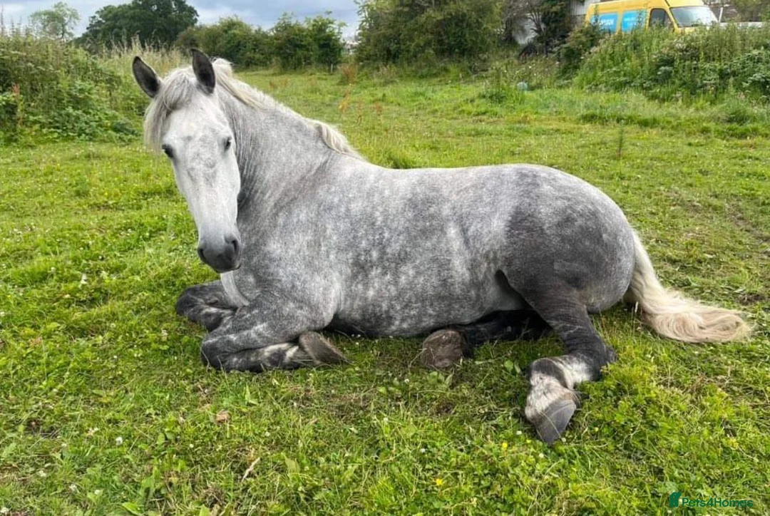 Percheron horses for sale: Percheron mare in Cannock - Advert 1