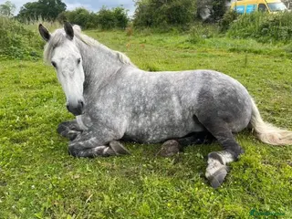 Percheron horses Percheron mare - Advert 9