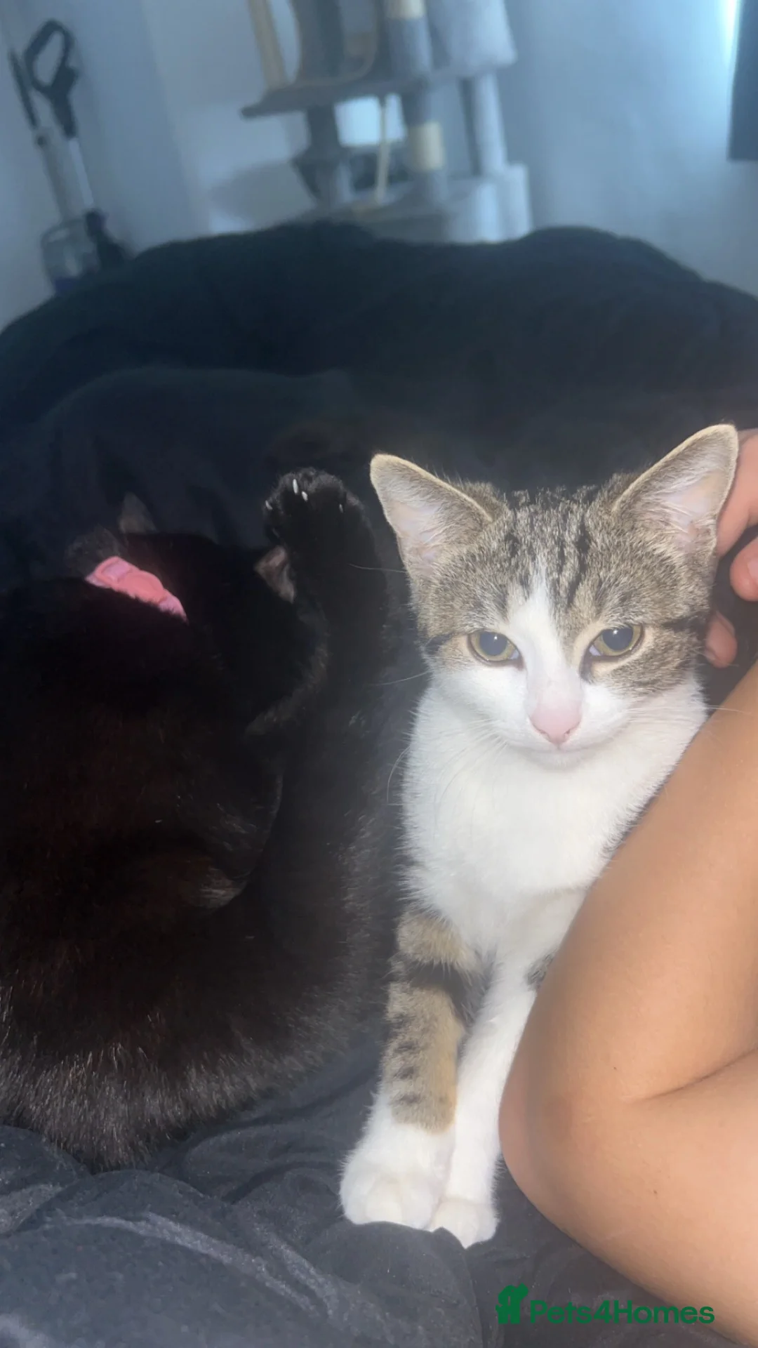 Mixed Breed cats for sale:  **  kitten  in Hull - Advert 6