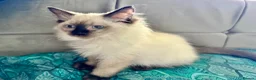 Ragdoll cats for sale: Ragdoll kittens - Advert 12