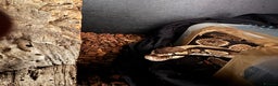 Python Snake reptiles for sale: Male Ball Python 7 Years Old - Advert 1