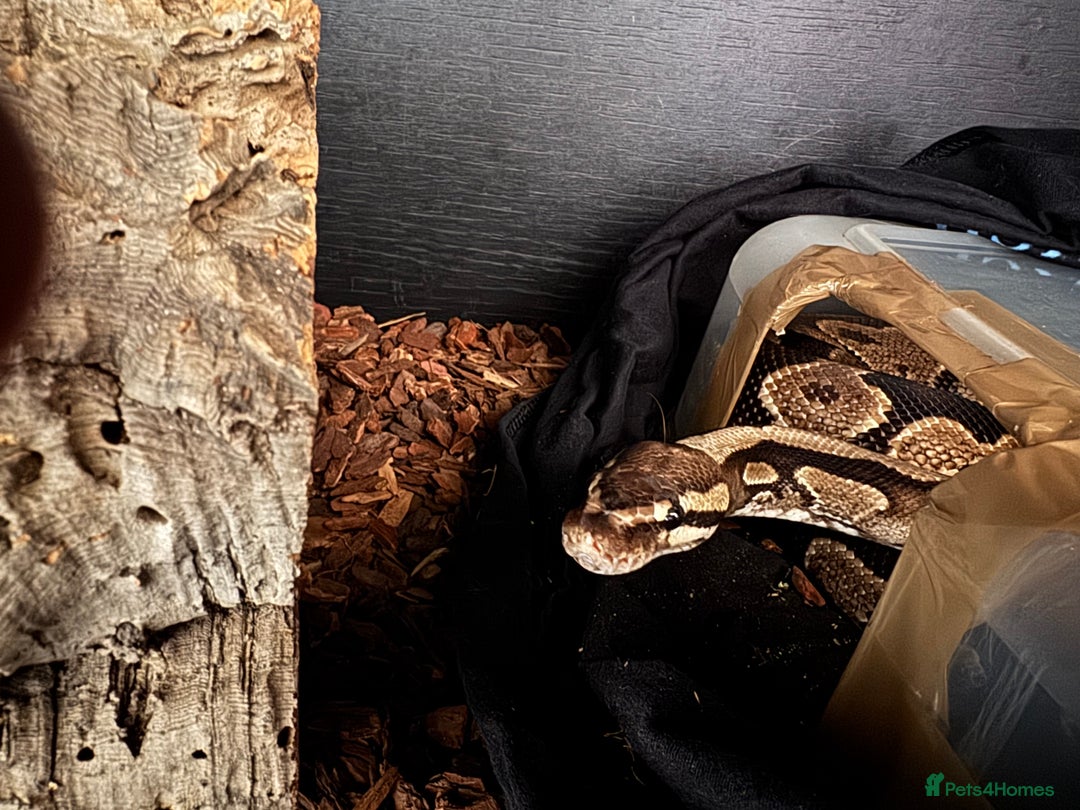 Python Snake reptiles for sale: Male Ball Python 7 Years Old - Advert 1