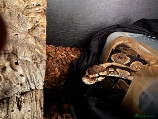 Python Snake reptiles Male Ball Python 7 Years Old - Advert 1