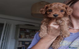 Cockapoo dogs for sale: Very unique Asian Toy Cockerpoos - Image 38