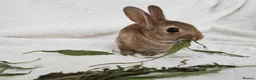 Rex rabbits for sale: Mini rex rabbits, black Vienna marked buck - Advert 11