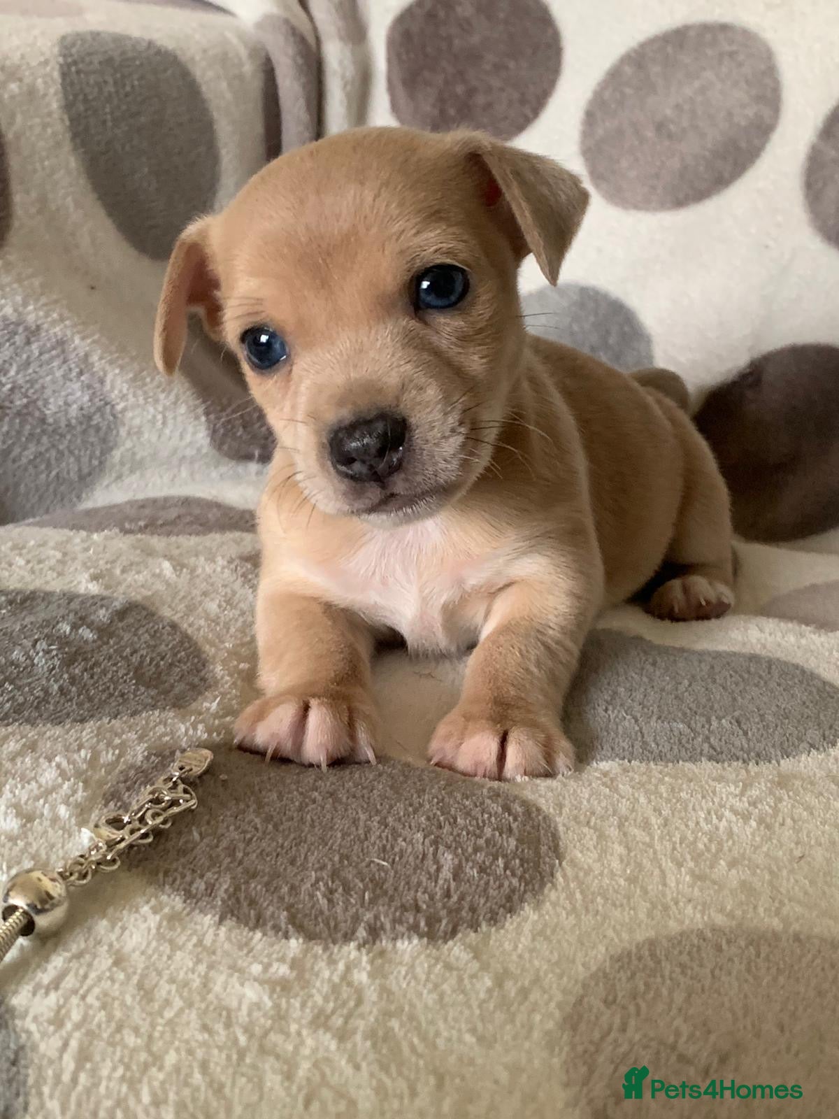 Jack Russell dogs Exceptional litter of male &amp; female Jack RussellS - Advert 1