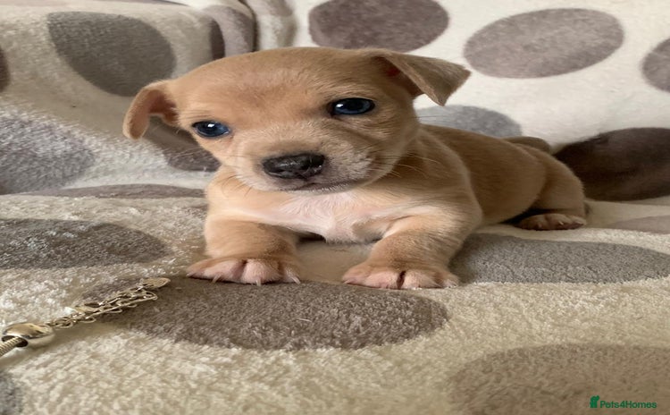 Jack Russell dogs - Advert 2