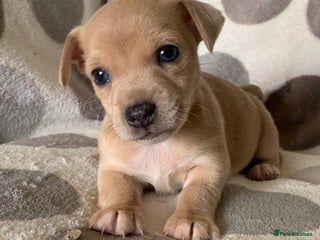 Jack Russell dogs - Advert 21