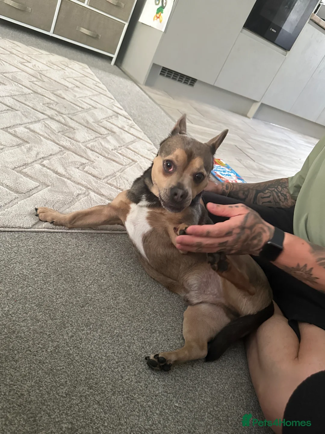 Mixed Breed dogs for sale: French Bulldog X Chihuahua - Ozzy - Advert 4