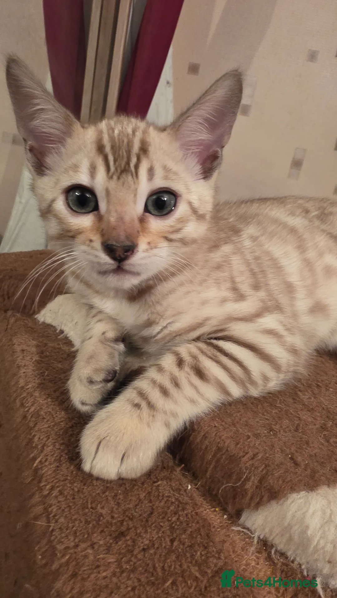 Bengal cats for sale: Beautiful 🐾 5 BENGALPARADISE 🐾 Kittens - Advert 6
