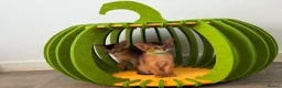 Abyssinian cats for sale: LAST TWO ABYSSINIAN MALE - Advert 8