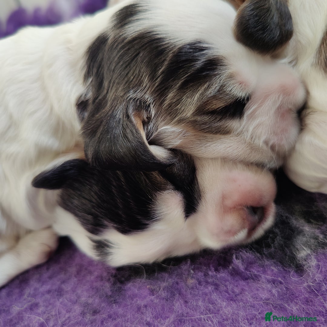 Cocker Spaniel dogs for sale: KC Registered Show Type Cocker Spaniels  - Advert 3