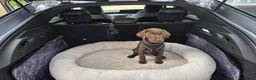 Labrador Retriever dogs for sale: 10 week old female Chocolate Labrador puppy  - Advert 6