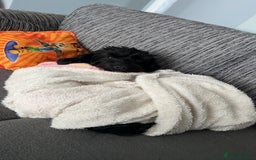 Mixed Breed dogs for sale: Mum and daughter to rehome - Image 4