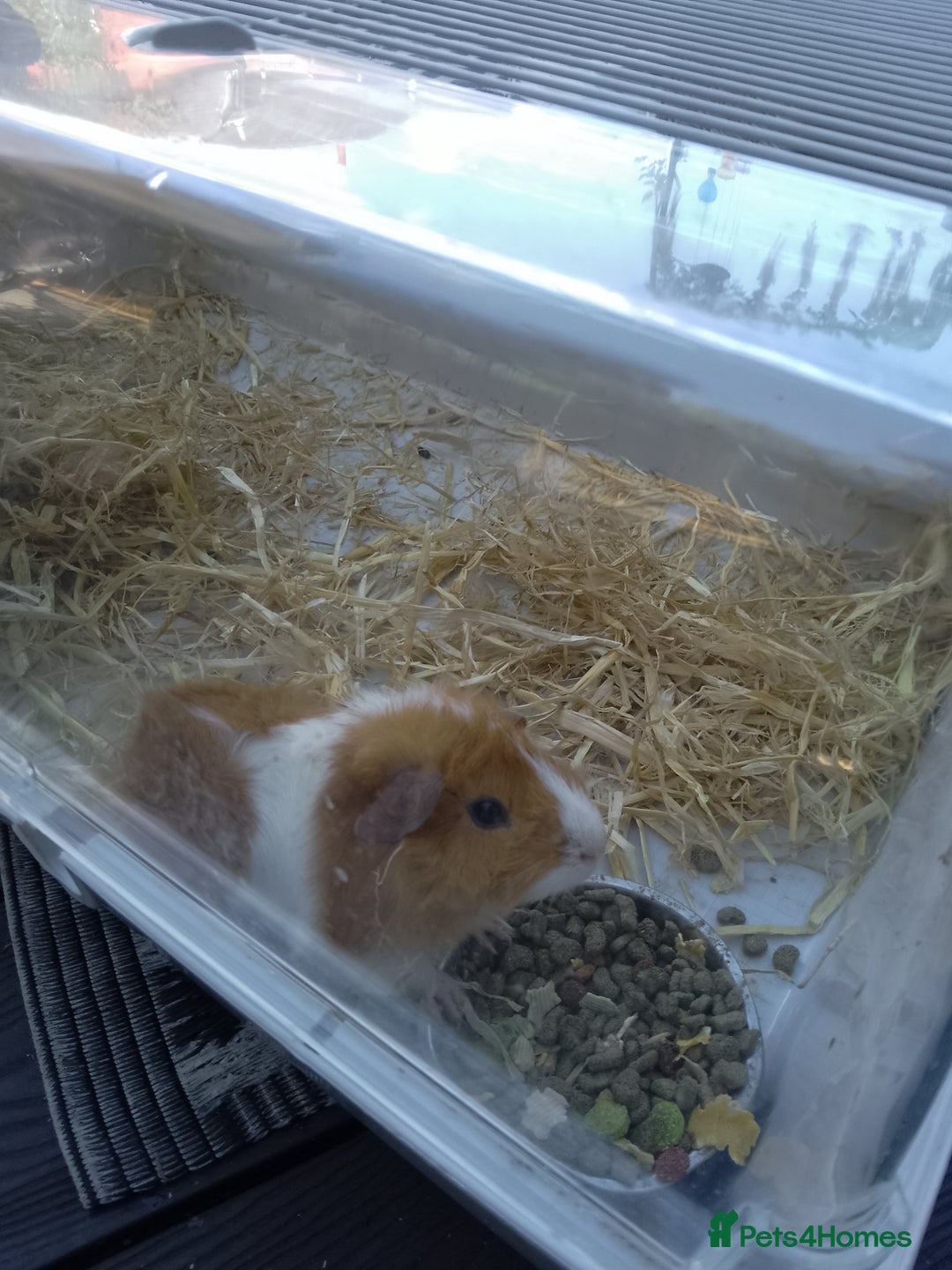 Guinea Pig rodents for sale: 2 female baby guinea pigs  - Image 2