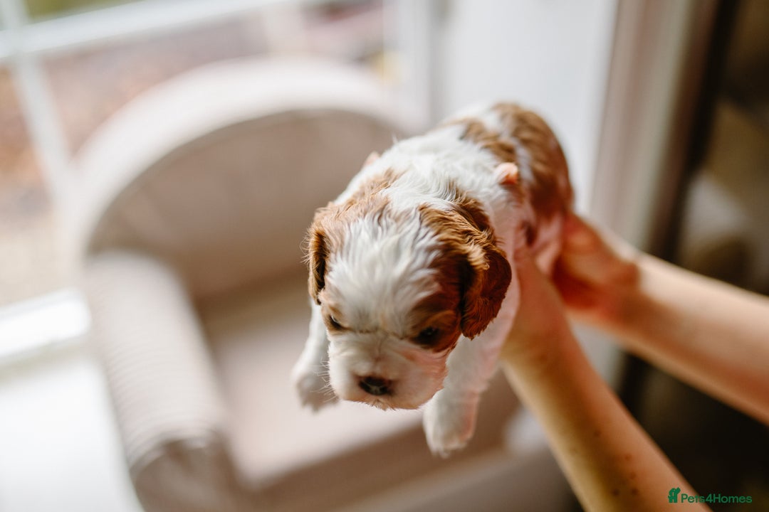 Cavalier King Charles Spaniel dogs for sale: Exquisite Lady KC reg Cavalier King Charles - Advert 24