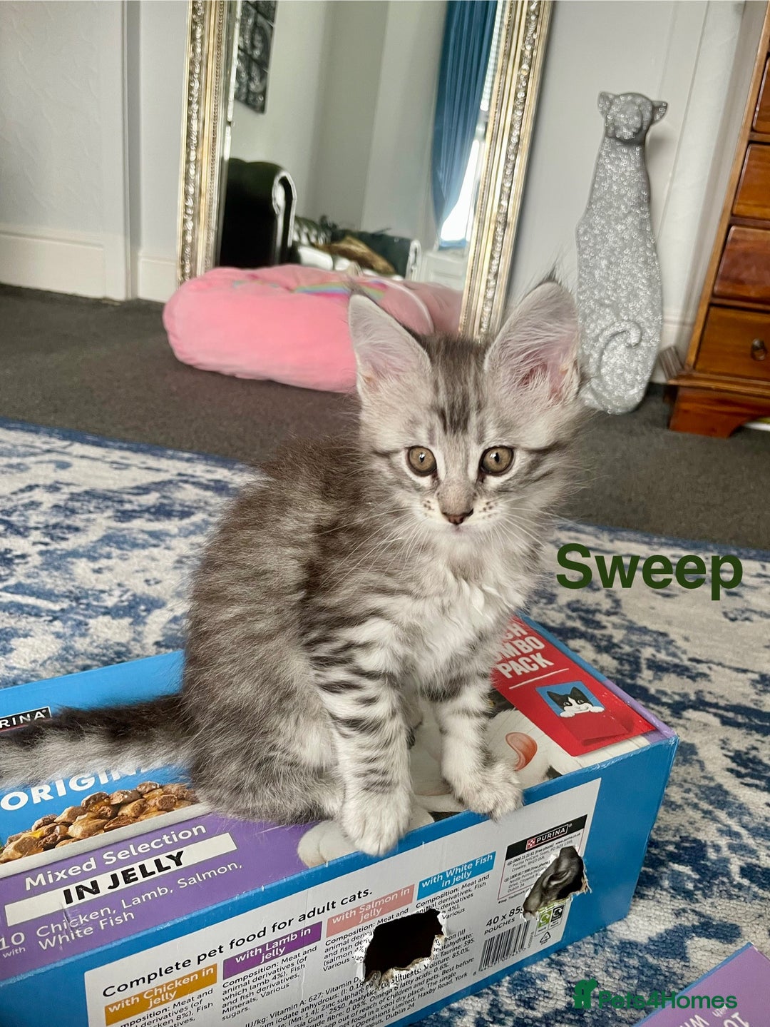 Maine Coon cats for sale: Mainecoon kittens  - Image 7