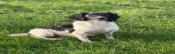 English Springer Spaniel dogs for stud: Stunning Black & White KC Springer Spaniel(PROVEN) - Advert 3
