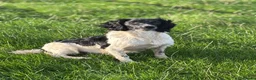 English Springer Spaniel dogs for stud: Stunning Black & White KC Springer Spaniel(PROVEN) - Advert 3