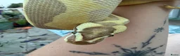 Python Snake reptiles for sale: Royal Python in Stafford - Advert 5