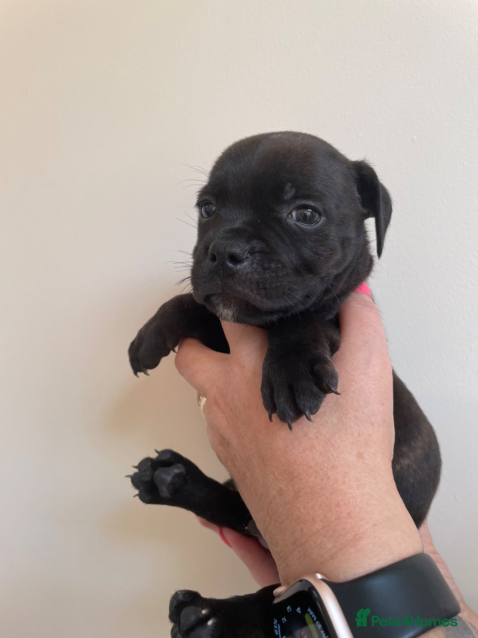 Staffordshire Bull Terrier dogs Only 3 black boys 1 black girl - Advert 2